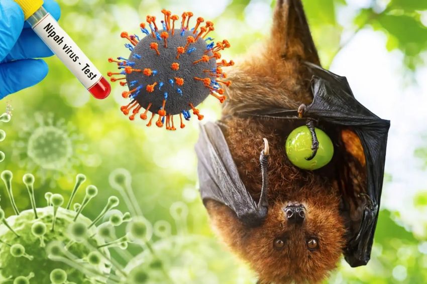 Cegah Penularan Zoonotik, Dinas PKH Riau Ajak Masyarakat Kenali Gejala dan Faktor Risiko Virus Nipah Sejak Dini