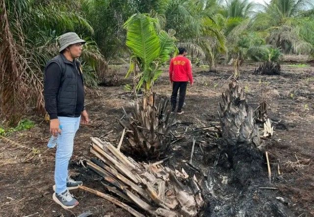 Sengaja Bakar Lahan Gambut 500 Hektare, Satreskrim Polres Pelalawan Amankan Tersangka Karhutla di Teluk Meranti