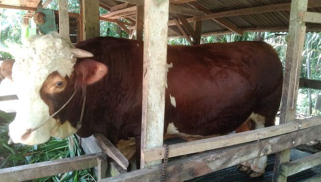 Sapi Simental 1 Ton Jadi Kandidat Kuat, Pemprov Riau Seleksi 13 Sapi Kurban Bantuan Presiden