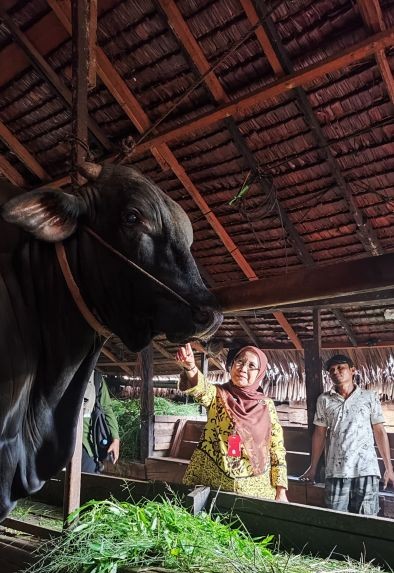 Pastikan Kesehatan Sapi Kurban Presiden di Inhil, DPKH Riau Lakukan Pemeriksaan Laboratorium
