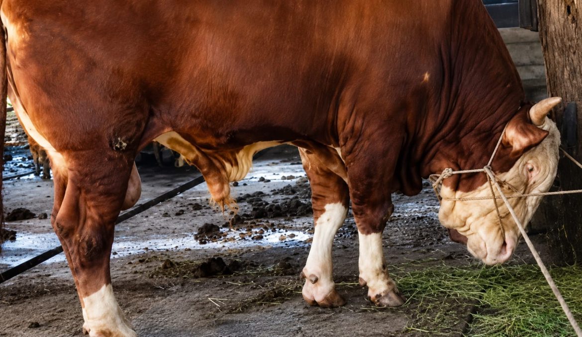 Sapi Jumbo Seberat 950 Kilogram Asal Dumai Terpilih Jadi Hewan Kurban Presiden RI