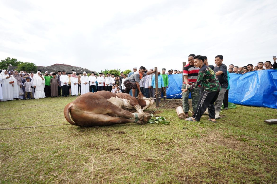 Ekonomi Membaik, Kebutuhan Hewan Kurban di Riau Diprediksi Melonjak hingga 52 Ribu Ekor