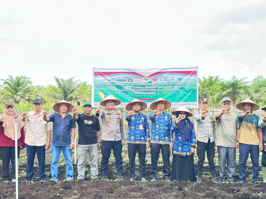 Sinergi Polsek Bengkalis dan BUMDes Senggoro, 4.000 Batang Jagung Pipil Siap Panen Akhir Mei